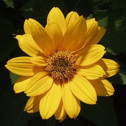 Yellow Zinnia