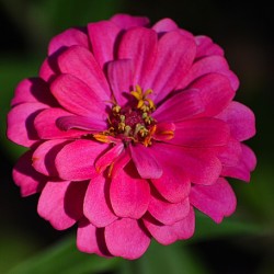 Zinnia