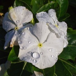 Vinca