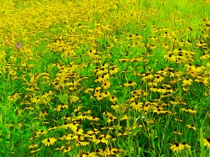 Field Of Flowers