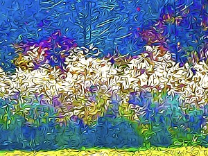 Grasses On Fire