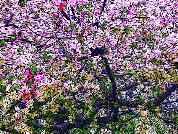 Cherry Tree Print