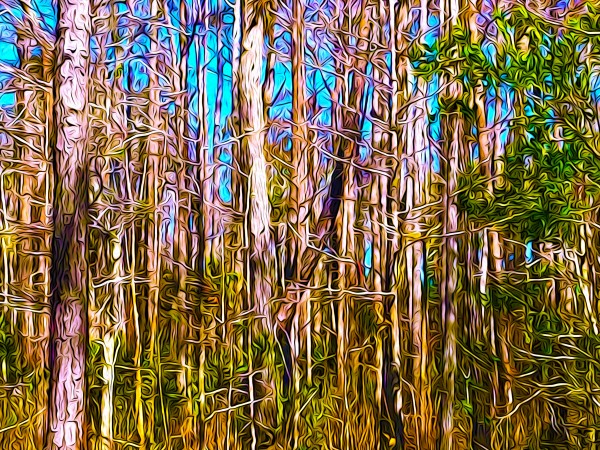Florida Trees Print