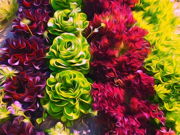 Lettuces Print