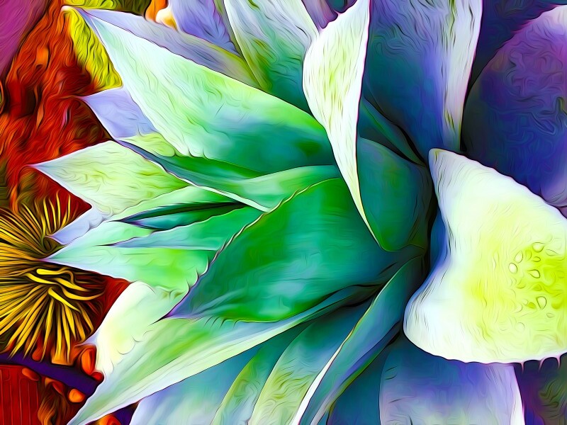 Succulent Dewdrop Print