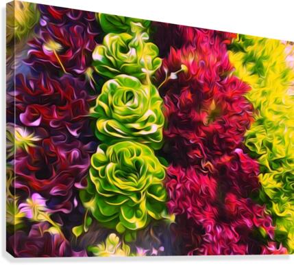 Lettuces Canvas Print