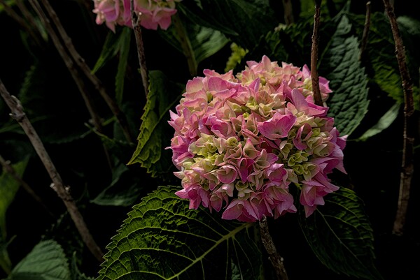 2024 Portfolio 35 Print