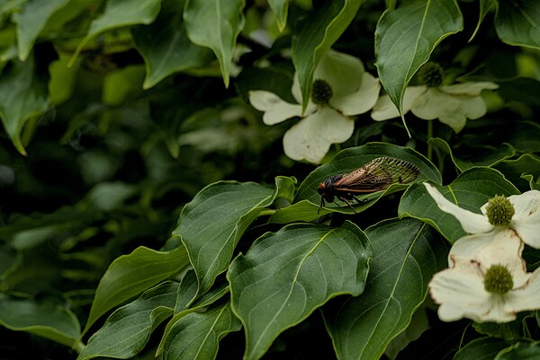 2024 Portfolio 25 Print