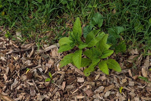 2024 Portfolio 19 Print