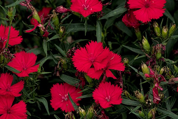 2024 Portfolio 39 Print