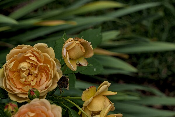 2024 Portfolio 20 Print