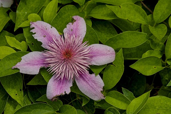 2024 Portfolio 49 Print