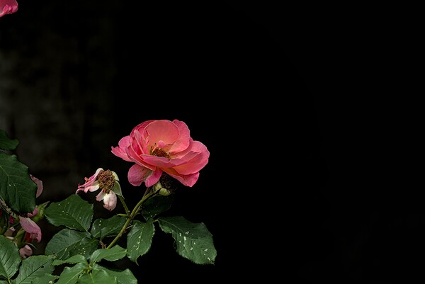 2024 Portfolio 34 Print