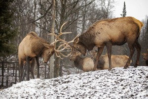 Elk Bucks