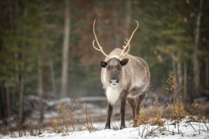 Caribou