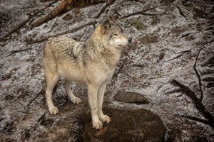 Grey Wolf