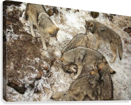 Sibling Rivalry Canvas Print