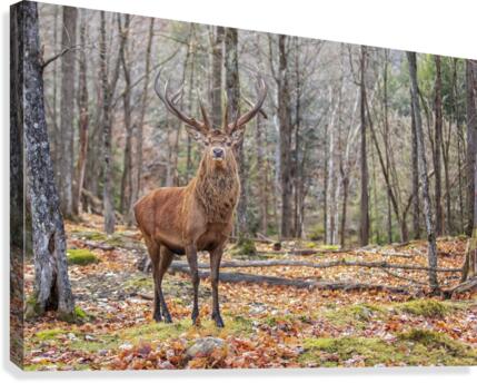 Red Deer Canvas Print