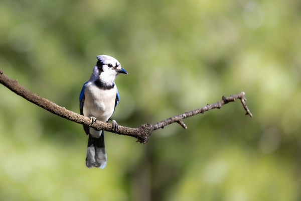 Azure Elegance: The Blue Jays Tranquil Moment by Gabe Atkins