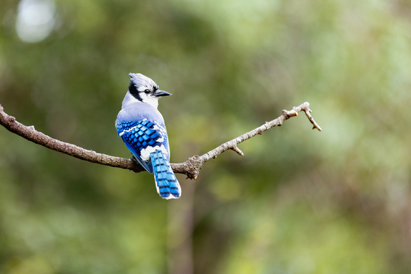 Natures Vibrant Soloist: The Blue Jay by Gabe Atkins