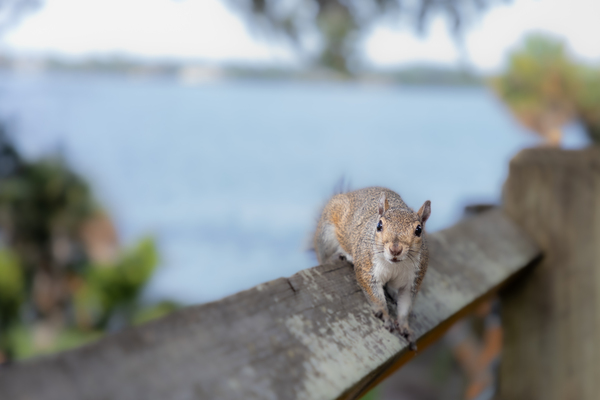 Squirrel Serenade: A Tranquil Moment by the Waterside with Natures Playful Acrobats by Gabe Atkins