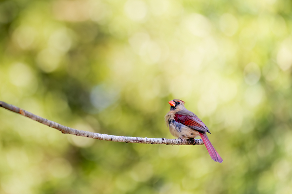 Crimson Elegance: The Female Cardinal by Gabe Atkins