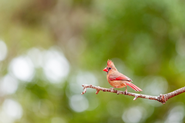 Crimson Elegance: A Cardinals Moment by Gabe Atkins