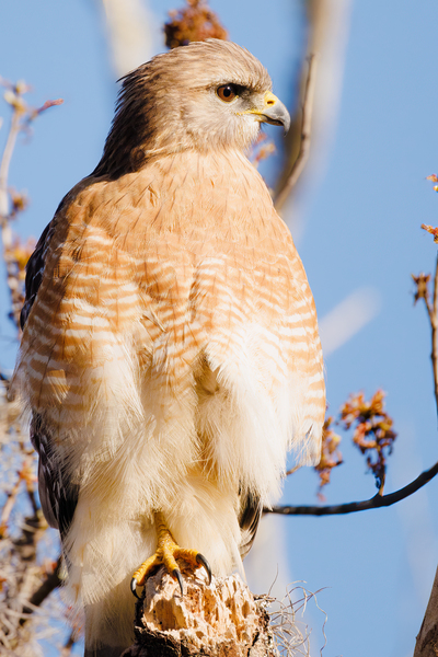 Majestic Watcher: The Hawks Domain by Gabe Atkins