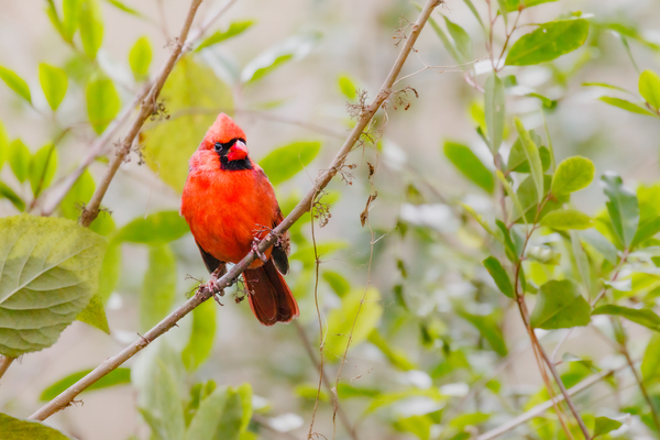 Cardinal Elegance: Natures Vivid Palette by Gabe Atkins