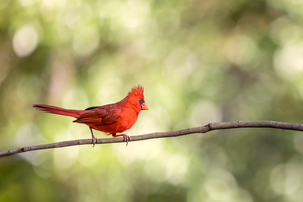 Cardinals Serenade: A Vivid Contrast in Lush Woodlands by Gabe Atkins