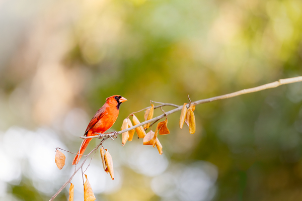 Whispers of Nature: The Crimson Cardinal by Gabe Atkins