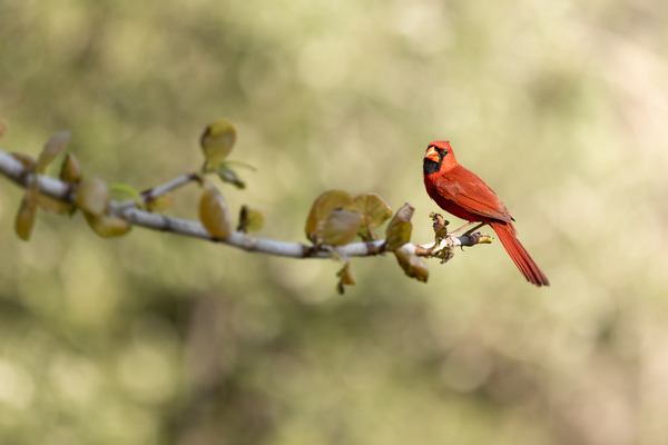 Crimson Elegance: A Vivid Portrait of the Northern Cardinal in its Natural Splendor by Gabe Atkins