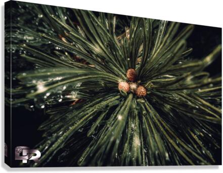 4 Canvas Print