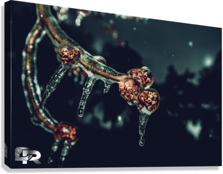 IMG 1311 Canvas Print