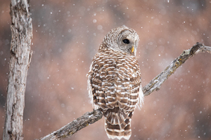 Barred Owl Winter Wonderland 2