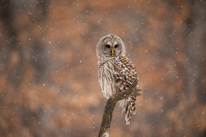 Barred Owl Winter Wonderland 