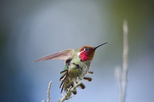 Anna’s Hummingbird 