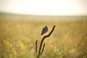 Badlands Basking Baby Burrowing Owl