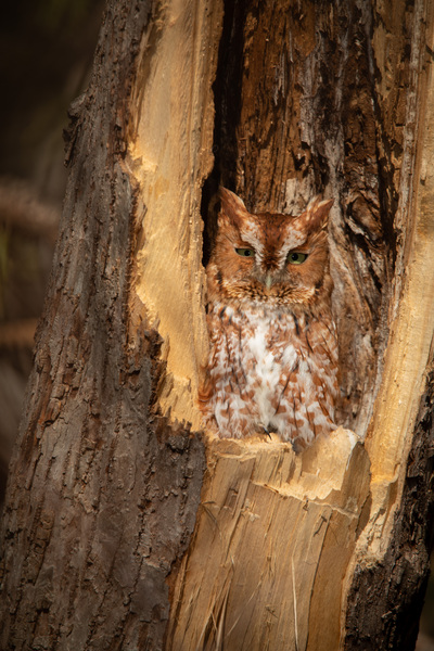 Eastern Screech Owl - Red Morph by Witch