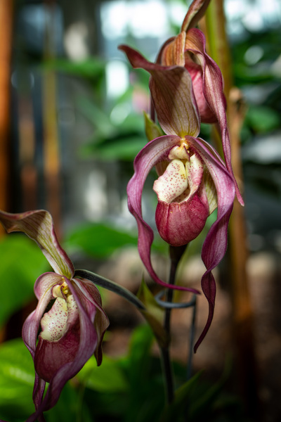 Lady Slipper Print