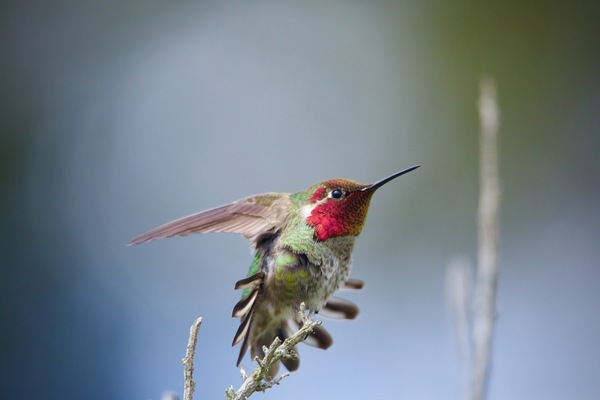 Anna’s Hummingbird  by Witch