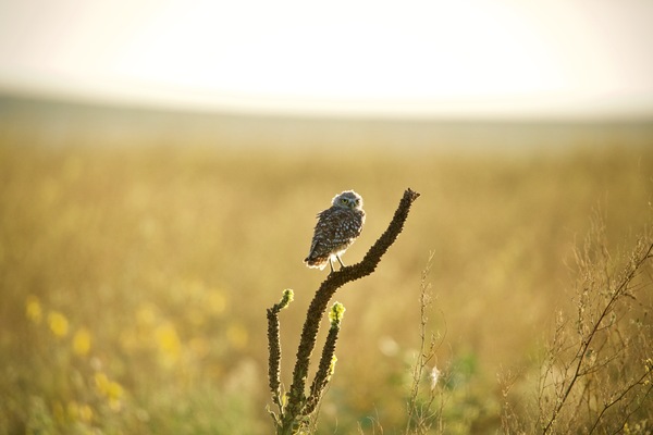 Badlands Basking Baby Burrowing Owl by Witch