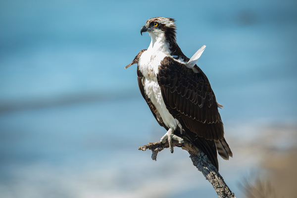 California Coast Osprey by Witch