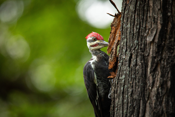 Pileated Punch Print