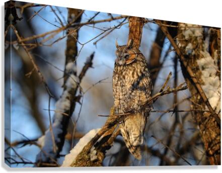 Frozen LEOW Canvas Print