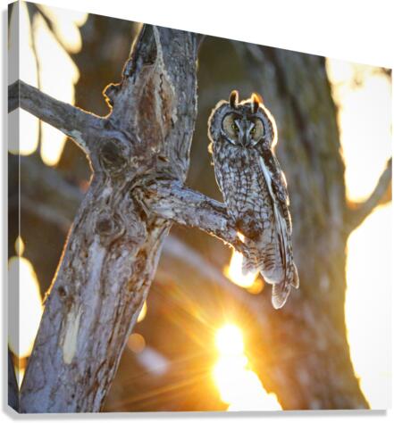 Backlit LEOW  Canvas Print
