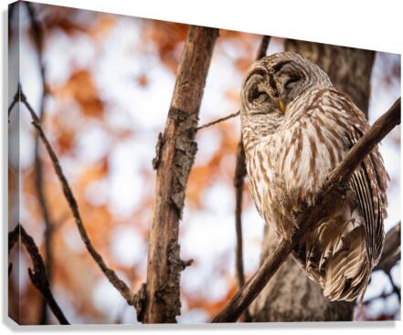 Fall Barred Owl Canvas Print