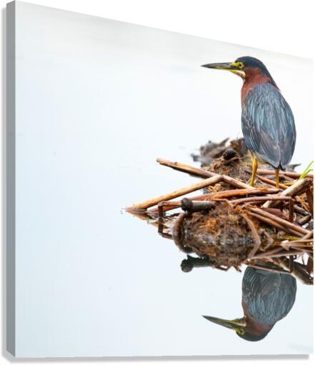 Green Heron Reflection  Canvas Print