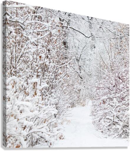 Winter Walkway Canvas Print