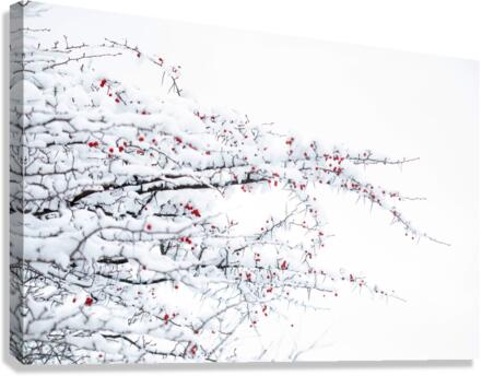 Winter Colors Canvas Print